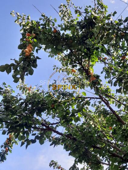 Parc Marin Preda, sector 1, vanzare vila individuala, mobilata, gradina, parcare - 39