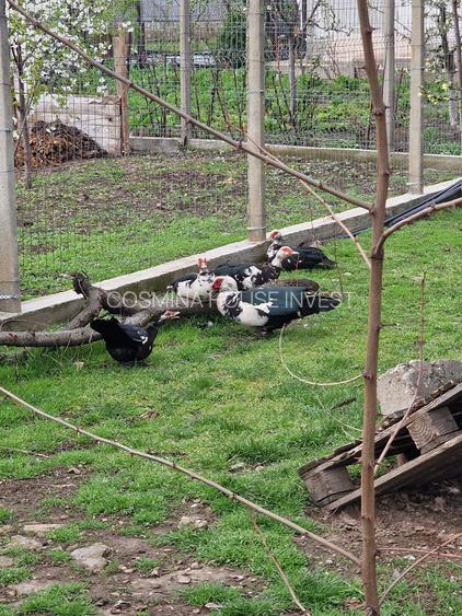 Sat Pantazi se vinde casa an 1960 cu teren 940 mp pret 67000 euro negociabil. - 10