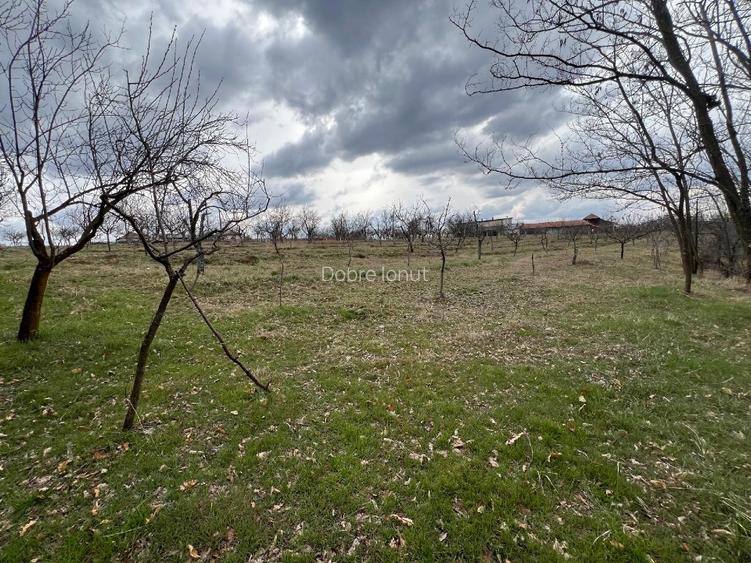 Teren vanzare, 8000 m2, Danicei, Cuca, Arges - 5