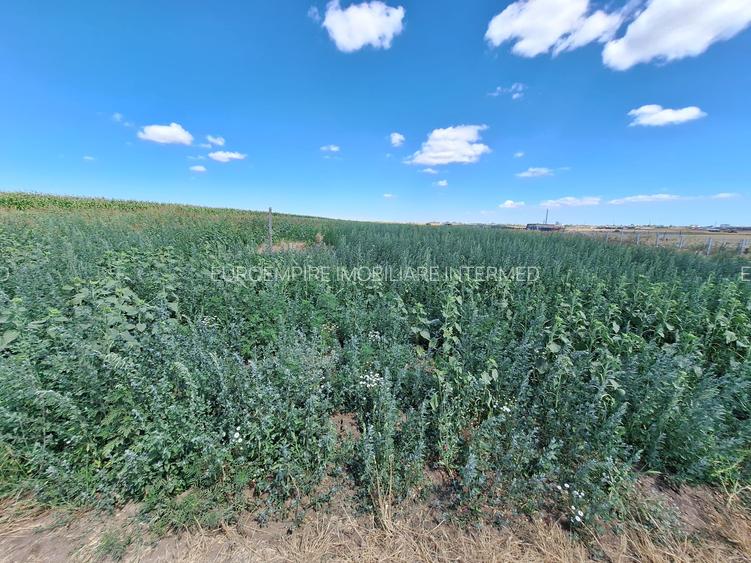 Teren de vanzare intravilan 5000mp localitatea Lazu - 5