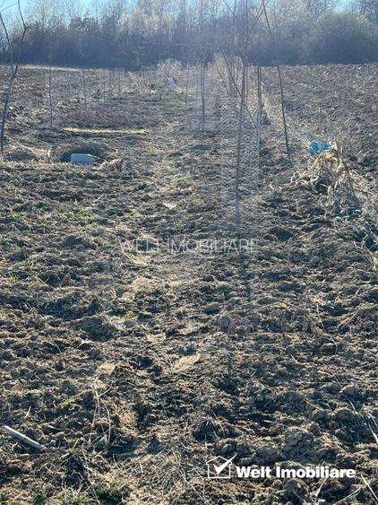 Teren extravilan cu gradina in Saliste - 6