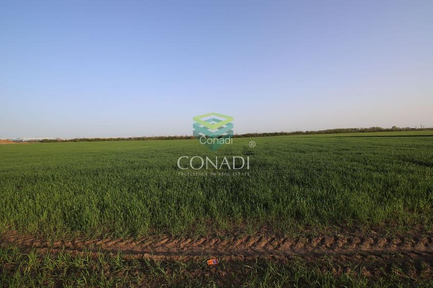 Teren Clinceni 5.792 mp - 5