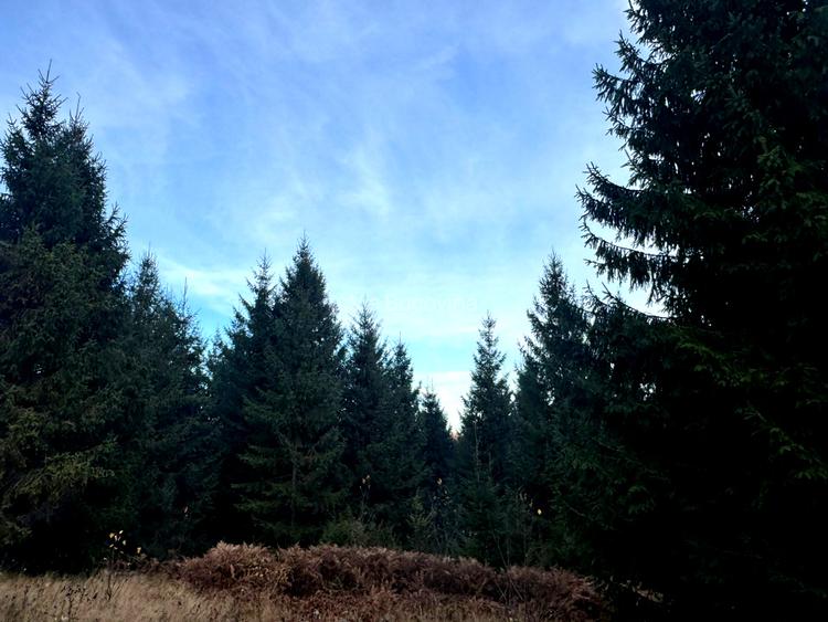 Vanzare 5,3 ha pasune deasupra Voronetului Suceava - Proiect Turistic - 8