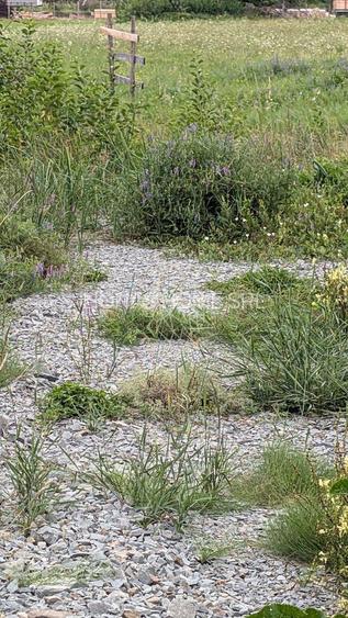 Teren intravilan 7727 mp-Parcelabil-utilitati-Bistrita Bargaului - 3