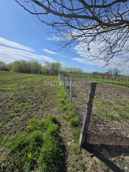 TEREN INTRAVILAN -1300 mp CURTISOARA - 12