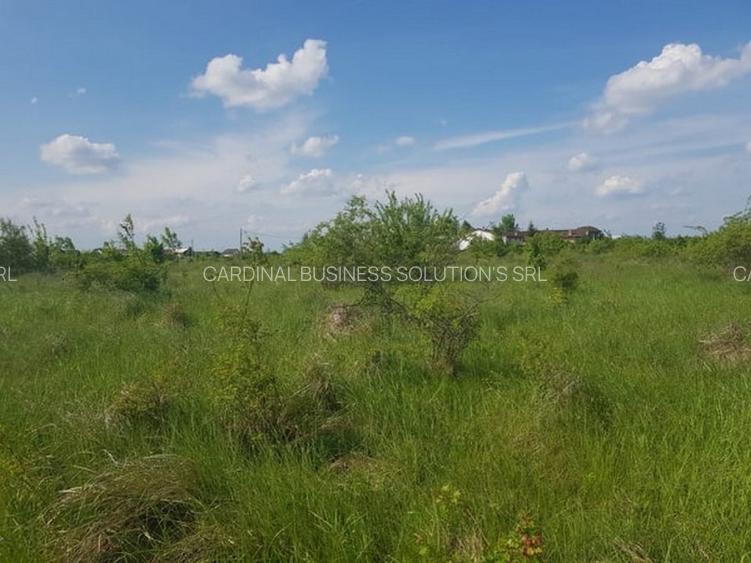 Ciolpani, zona Cimitir Britanic, stradal - 7