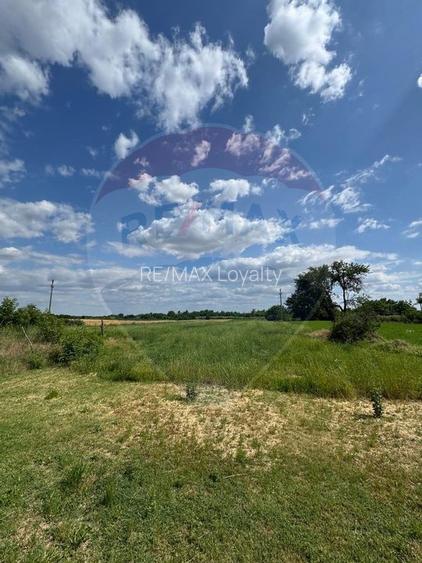 Teren Ferbinti Targ - 4.000 Mp - 2