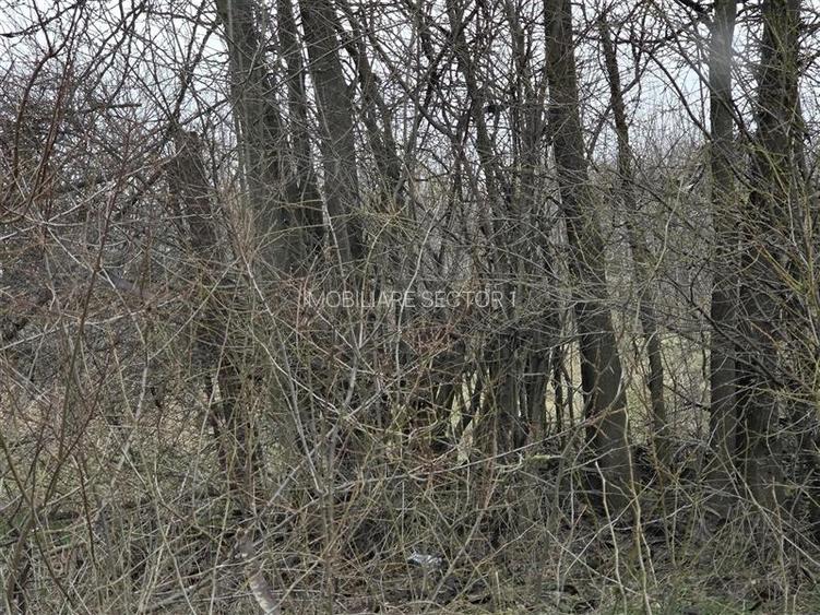 Teren intravilan cu gaze la strada Bujoreanca Dambovita S=9658mp D=49mp - 7