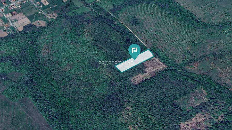 Pădure de foioase – Dorgoș, județul Arad - 2