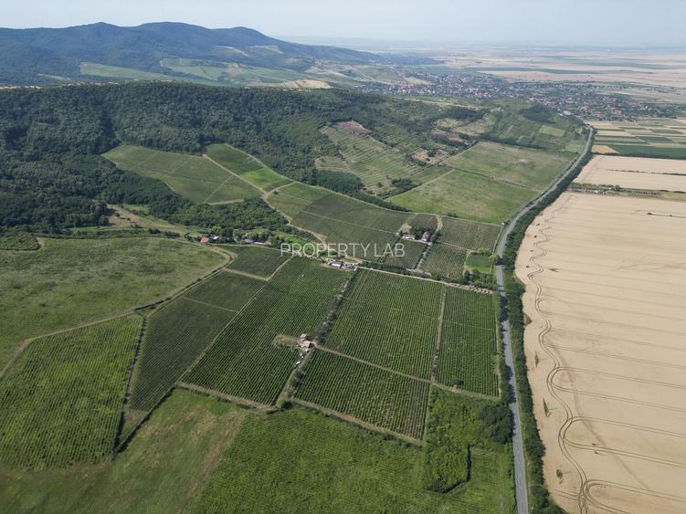 Vie Tradițională „Halta Lupilor” - 30