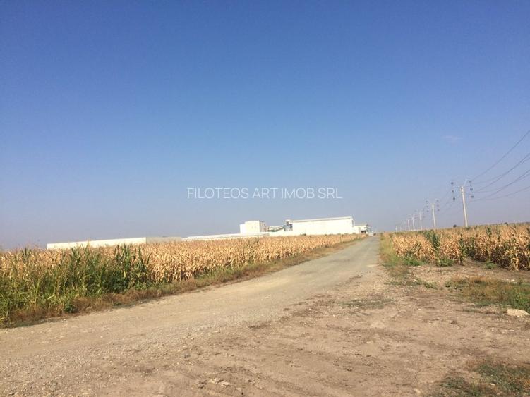 Vanzare Teren Sinesti - 2