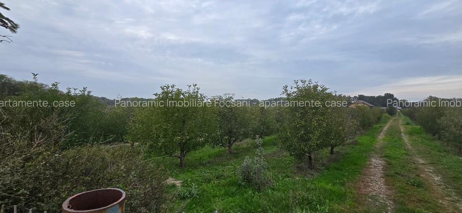 LIVADA  DE VANZARE FOCSANI-DUMBRAVITA  1,8  HA - 10