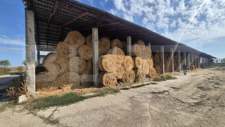 Ferma de bovine de inchiriat, 1800 mp, Lazuri
