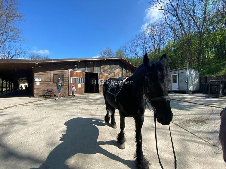 Domeniul Herneacova - 18