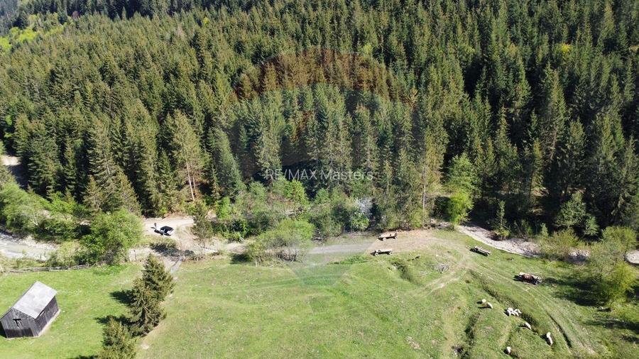 Teren 12,127mp Frasin / Drumul Forestier Valea Seacă - 5
