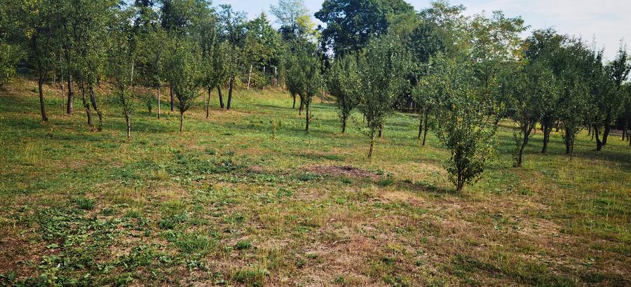 Loturi de teren in Cornu de Jos , Cornu lui Nastase