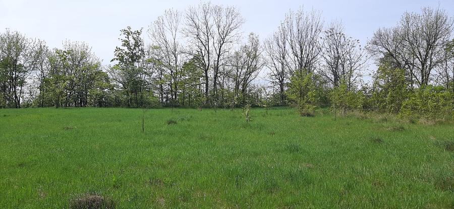 Teren intravilan in Zaicesti zona Conacului cu latura de padure