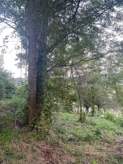 TEREN DE VANZARE INTRAVILAN | SULTANU | VISINESTI