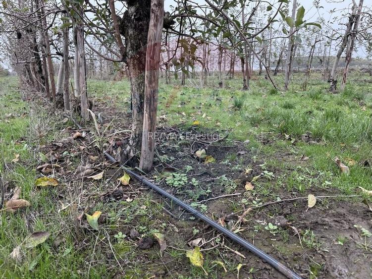 Ferma agro-industrială – 43 ha Adunații Copaceni - 19