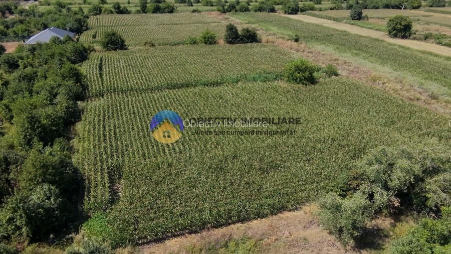 Teren intravilan 3866 mp Dumbrava Rosie - 11