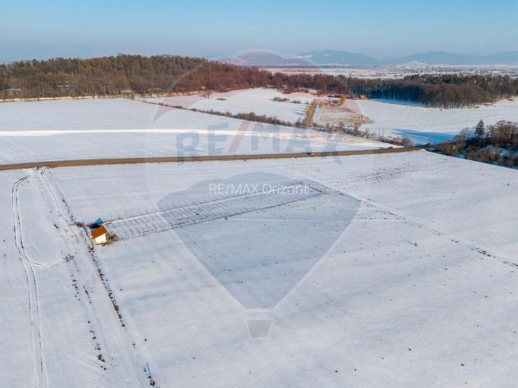 PLANTATIE ARONIA- TEREN AGRICOL - 4