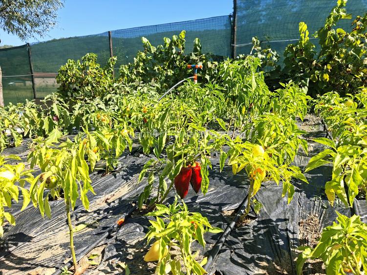 Casă / Vilă Bascov , construcție "de proprietar" , mobilată/utilată ! - 23