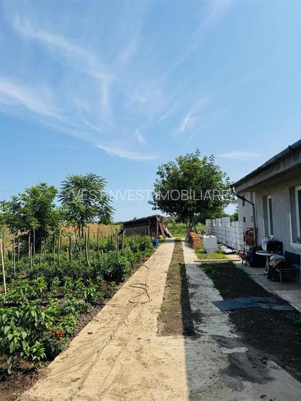 Hala 373 mp + teren in Santaul Mic - 5