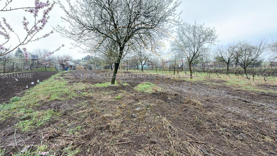 De vânzare 2 Case de vinificație cu Teren 4108 mp - Grădina Viilor - Carei - 18