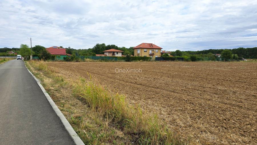 The Forest Collection -LOT 500mp- Strada asfaltata | Padurea Snagov -Ciofliceni  - 5