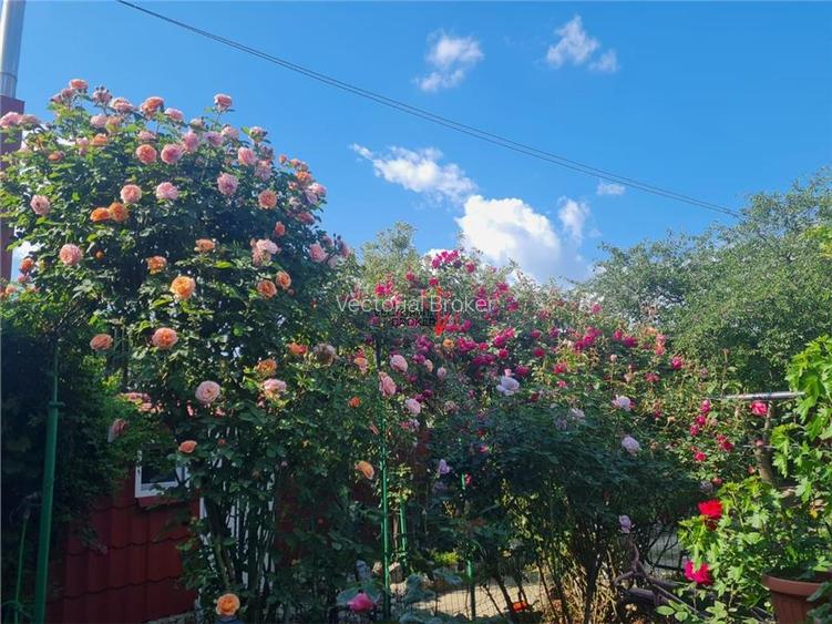 Inchiriere casa individuala 3 camere si curte generoasa Chitila - 18