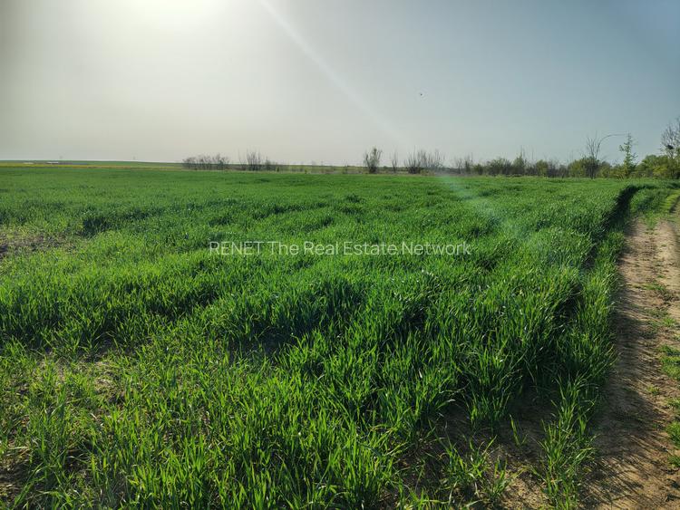 Teren investitie Cernica, Posta - 5