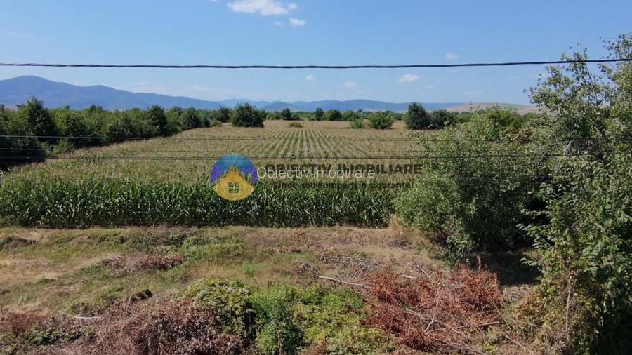 Teren intravilan 3866 mp Dumbrava Rosie - 5