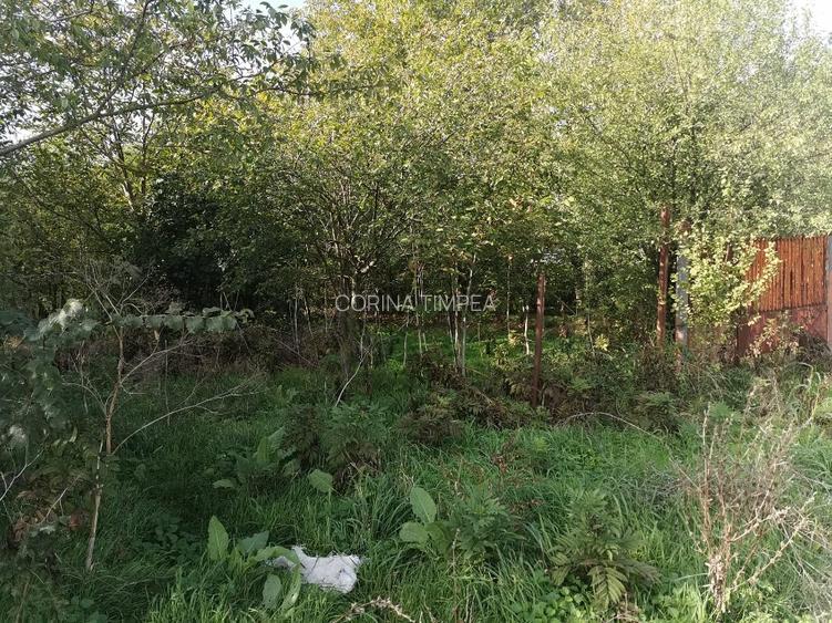 Teren intravilan com.Dascalu Ilfov - 3