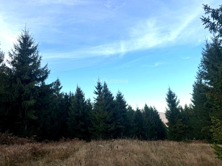 Vanzare 5,3 ha pasune deasupra Voronetului Suceava - Proiect Turistic - 25
