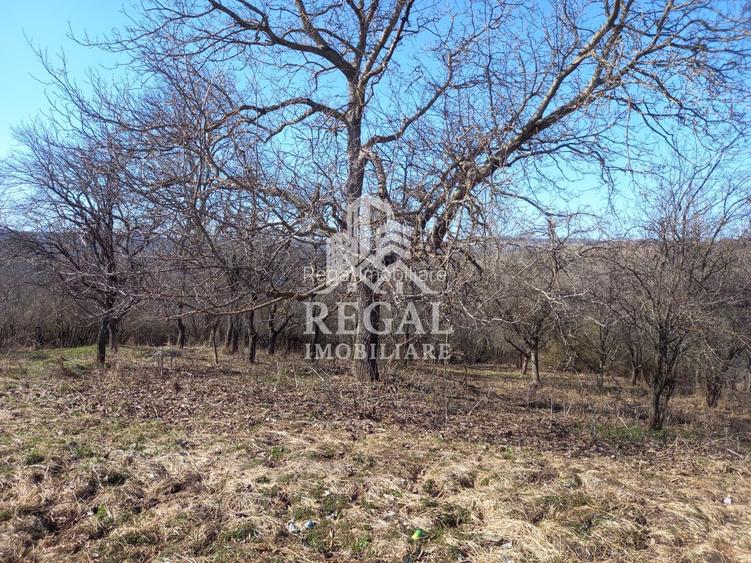 Două case de vânzare – Cerisor – teren generos 6996 mp - 16