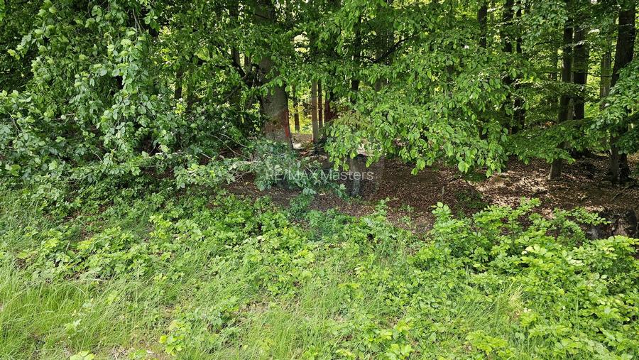 Teren Ilisesti  7000mp extravilan/ DN 17, Suceava - 34