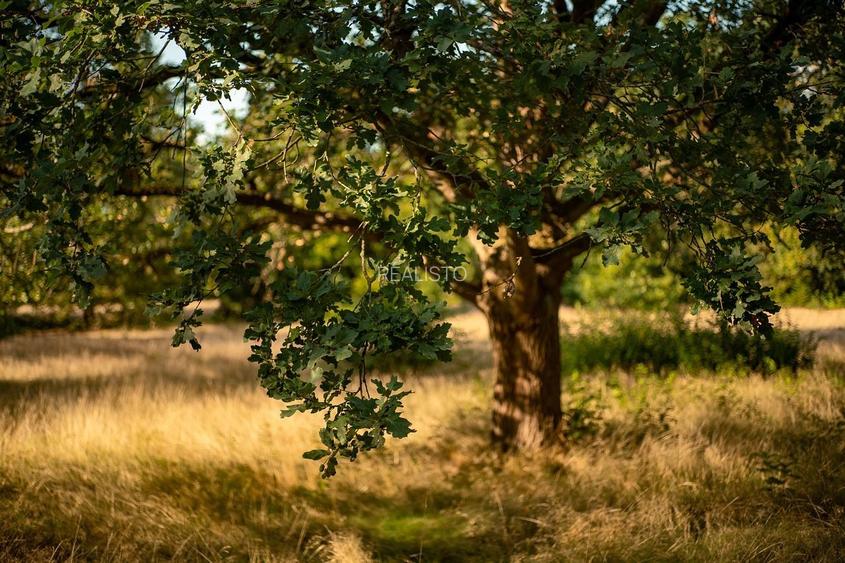 Oportunitate Excepțională de Investiții - 73 ha de Pădure în Prahova - 2