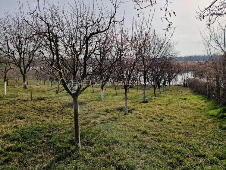 Teren - Roman  -Trifesti - ieșire la lac - livada pe rod - 13