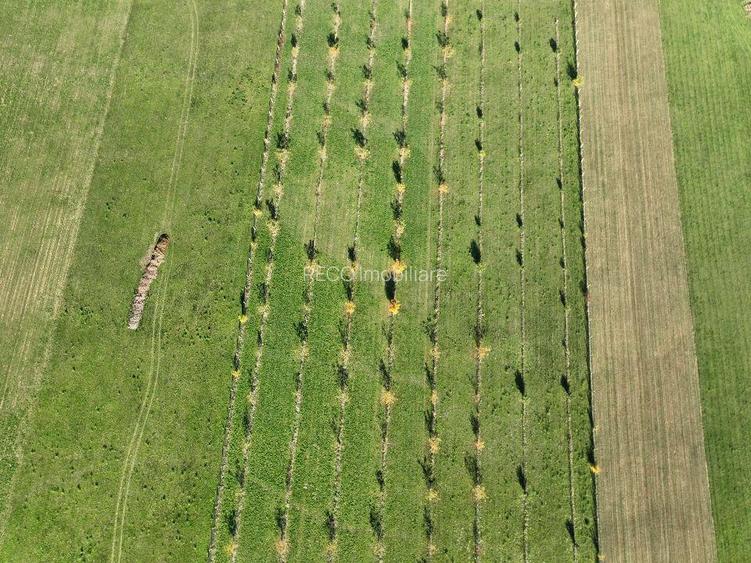 RECO, Teren cu livada de nuci, Zona Auseu, Bihor - 4