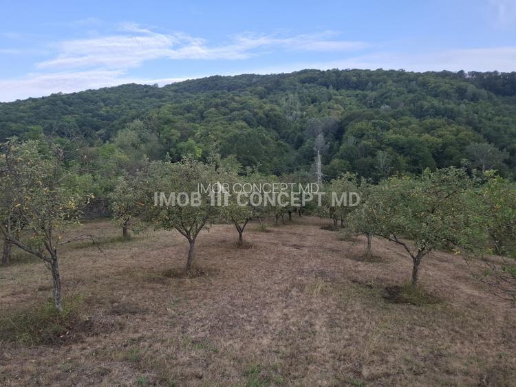 Teren spectaculos cu padure, livada si priveliste panoramica in Soimari PH - 12