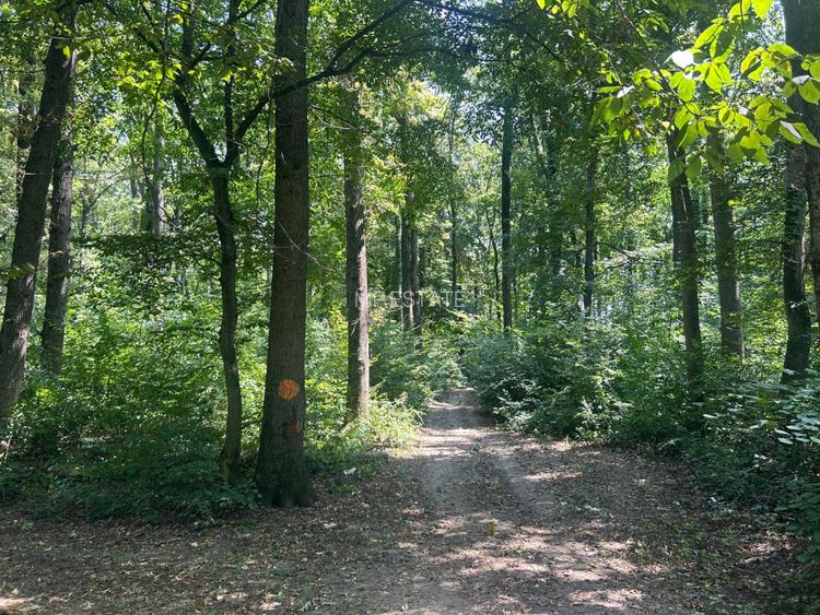 Teren de Vis pe malul lacului Snagov / 4000 mp in inima Naturii /40 m deschidere - 9