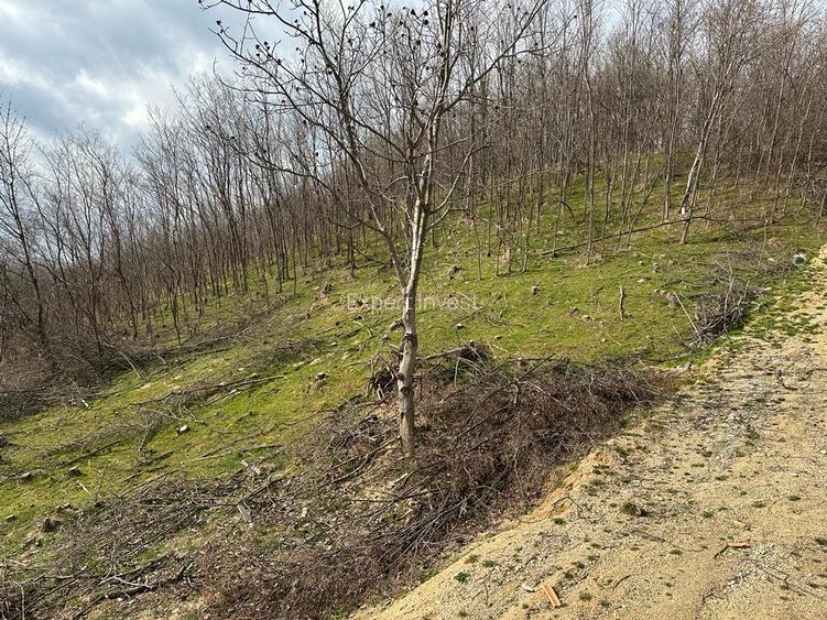 Teren intravilan 5.000 mp Cisnadioara / jud. Siibu - 7