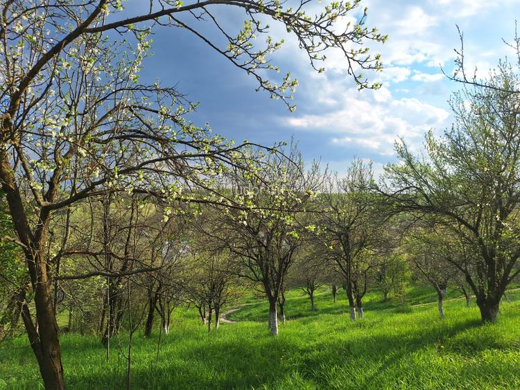 Moșia cu casa în vârf de deal, Scorțeni - Prahova, comision 0% - 18