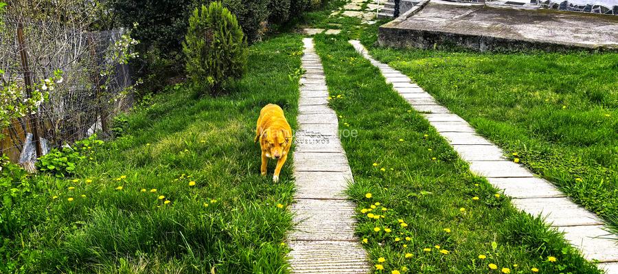 Casa Breaza 116Mp , teren 2500Mp ,zona de deal superba - 4