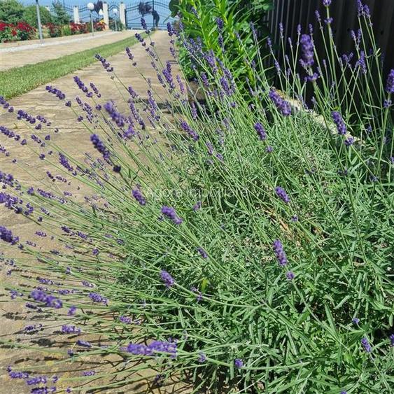 Vila de vanzare 200 mp cu anexe 40 mp si teren 1600 mp - 18