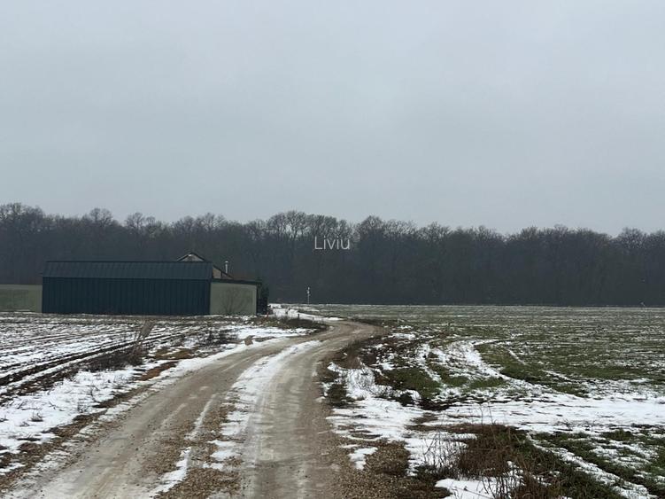 Teren de vanzare ciolpani padurea scrovistea - 4