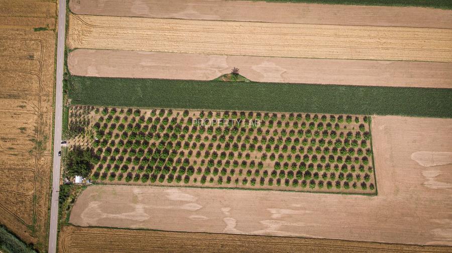 Livadă de nuci altoită și ecologică 2.5ha - 8