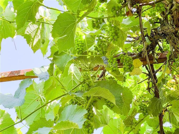 Casa primiroate in decor valoros si rodnic teren de 850mp, Ilieni, Covasna: FILM - 36