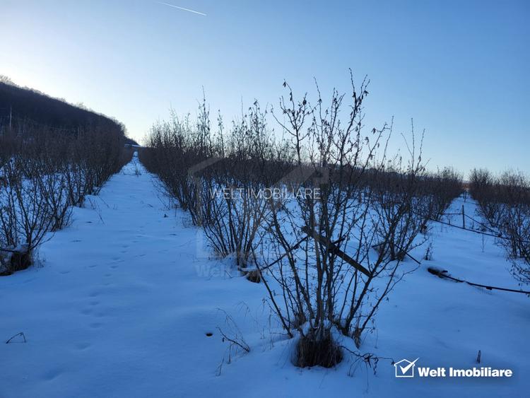 Teren nucifer cu plantatie de aluni, sat Frata, jud. Cluj - 10