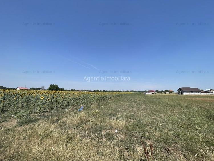 Teren Postavari - Frumusani - 1956 mp - 3